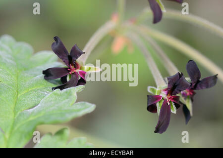 Géranium - Afrique du Sud Pelargonium sidoides plante médicinale originaire d'Afrique du Sud Banque D'Images