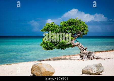 Fototi (arbre altéré souvent confondu avec Divi Divi) sur la plage d'Aruba, Antilles Banque D'Images