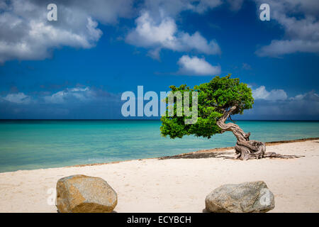 Fototi (arbre altéré souvent confondu avec Divi Divi) sur la plage d'Aruba, Antilles Banque D'Images