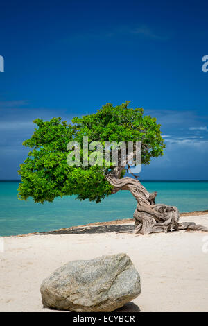 Fototi (arbre altéré souvent confondu avec Divi Divi) sur la plage d'Aruba, Antilles Banque D'Images