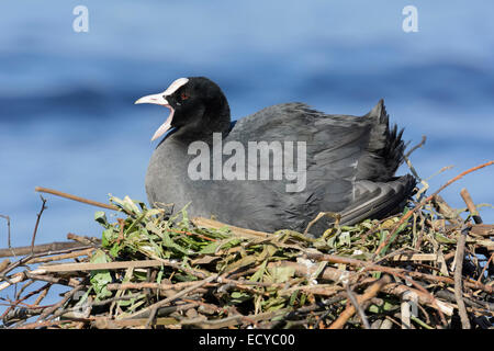 Foulque macroule (Fulica atra), avec bec ouvert, dans un nid par un lac, Allemagne Banque D'Images