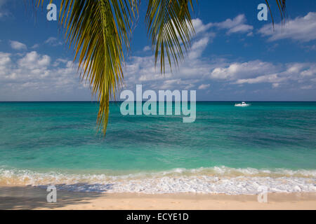 Palmiers le long Seven-Mile Beach, Grand Cayman, îles Caïmans, Antilles Banque D'Images