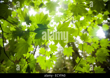 Close up of leaves on tree vert rétroéclairé Banque D'Images