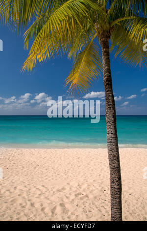 Palmiers le long Seven-Mile Beach, Grand Cayman, îles Caïmans, Antilles Banque D'Images