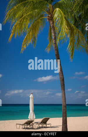 Palmier le long de la plage Seven-Mile, Grand Cayman, îles Caïmans, Antilles Banque D'Images