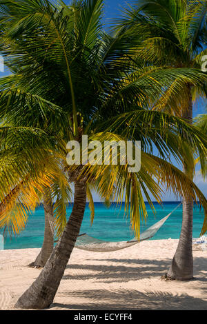 Palmiers et hamac le long de la plage Seven-Mile, Grand Cayman, îles Caïmans, Antilles Banque D'Images