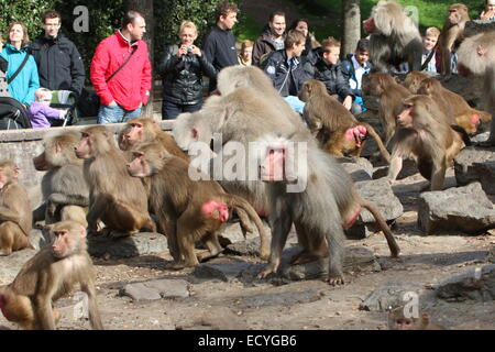 Les visiteurs du zoo de regarder une très grande troupe de babouins Hamadryas (Papio hamadryas) au Zoo d'emmen, Pays-Bas Banque D'Images