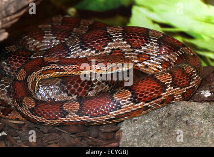 Non nord-américains de maïs (serpent venimeux Pantherophis guttatus) Banque D'Images