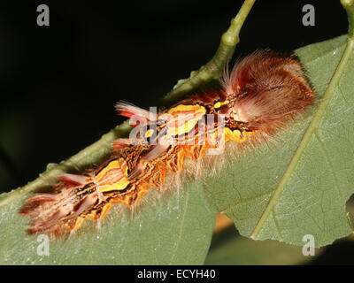 Caterpillar colorés de la côte sud-américaine ou Empereur Bleu Morpho Morpho peleides (papillon) Banque D'Images