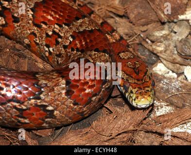 Non nord-américains de maïs (serpent venimeux Pantherophis guttatus) Banque D'Images