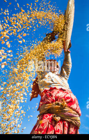 Grain de tamisage agriculteur près de Katmandou, Népal Banque D'Images