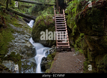 CA02573-00...en Californie - l'échelle sur des sentier Ravine comme il parallels Webb Creek Mount Tamalpais State Park. Banque D'Images