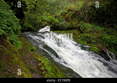 CA02586-00...CALIFORNIE - Cataract Falls sur le sentier du ruisseau de la cataracte dans le district de l'eau municipal Marin sur le Mont Tamalpais. Banque D'Images