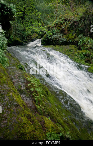 CA02587-00...CALIFORNIE - Cataract Falls sur le sentier du ruisseau de la cataracte dans le district de l'eau municipal Marin sur le Mont Tamalpais. Banque D'Images