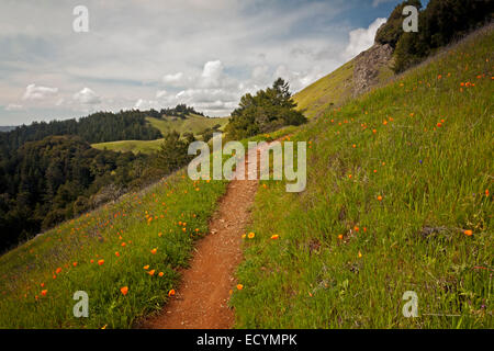 CA02596-00...CALIFORNIE - Coquelicots fleurs le long du sentier du Littoral à Mount Tamalpais State Park. Banque D'Images
