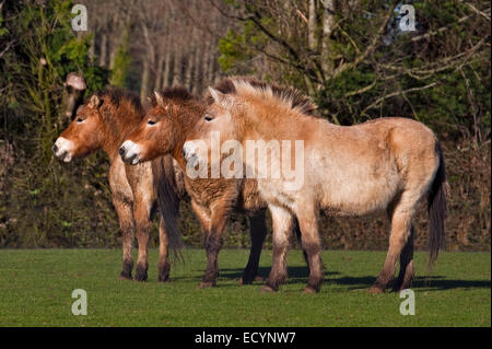 Chevaux de Przewalski (Equus ferus przewalskii) dans des manteaux d'hiver Banque D'Images