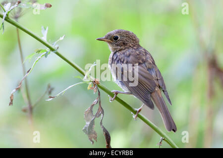 Robin (Erithacus rubecula aux abords).Wild Bird dans un habitat naturel. Banque D'Images