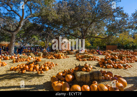 Le Village de citrouille à l'automne, Dallas Arboretum and Botanical Garden, Texas, États-Unis Banque D'Images