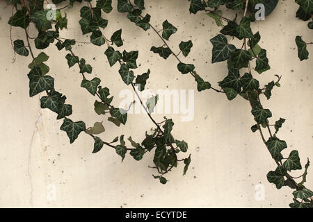 Feuilles de lierre sur mur blanc. Banque D'Images