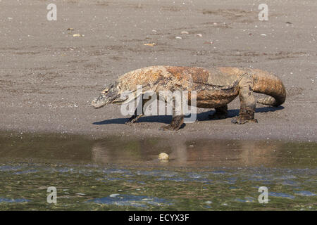 Dragon de Komodo, Varanus komodensis, Komodowaran, patrouille dans une plage sur l'île de Rinca, le Parc National de Komodo, Indonésie Banque D'Images