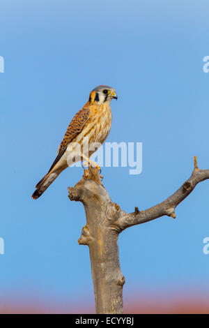 Crécerelle d'Amérique Falco sparverius Socorro County, New Mexico, United States 16 femelles adultes Décembre Falconidae Banque D'Images