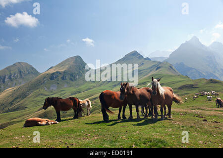Groupe de chevaux dans les Pyrénées près de Col d'Aubisque Banque D'Images