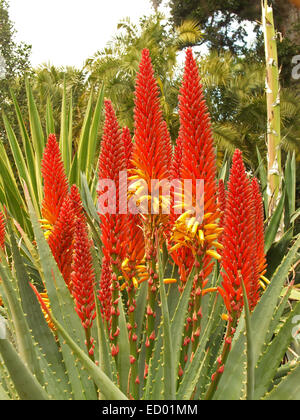 Grande grappe de hauteur spectaculaire rouge flamme orange / épis de fleurs de feuilles vert clair de l'espèce d'Aloe Banque D'Images