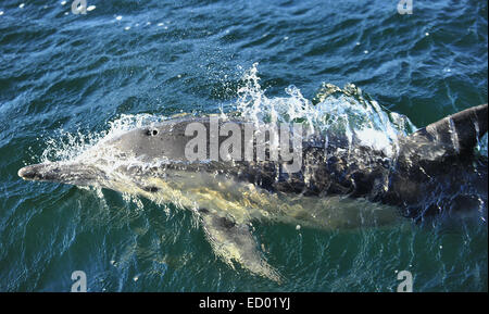 Dolphin, nager dans l'océan. Banque D'Images