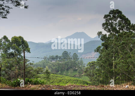 Kerala, Inde - jardins de thé dans les collines près de Kanan Devan Munnar, avec des lignes à haute tension. Banque D'Images