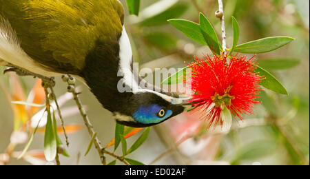 Bleu-australienne, méliphage Entomyzon cyanotis face, tête en bas et se nourrissant de bottlebrush Callistemon rouge / dans un jardin de fleurs Banque D'Images