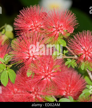 De superbes fleurs rouge / rose vif & emerald feuillage de Calliandra rougissant Pixie Powder Puff, bush, avec fond sombre Banque D'Images