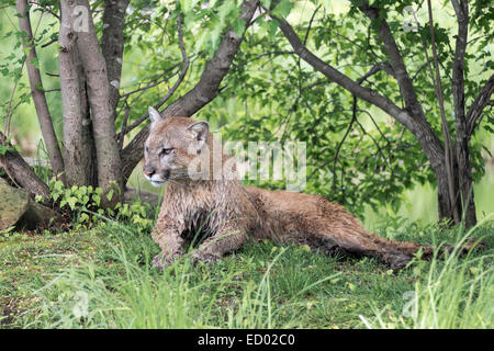 Cougar boueux, près de grès, Minnesota, USA Banque D'Images