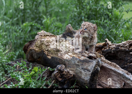 Petit Chaton Bobcat dans un grand monde, près de grès, Minnesota, USA Banque D'Images
