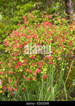 Arbuste attrayant, Calliandra rougissant Pixie Powder Puff, bush, couverts de masse de couleur rose / rouge fleurs et feuillage émeraude Banque D'Images