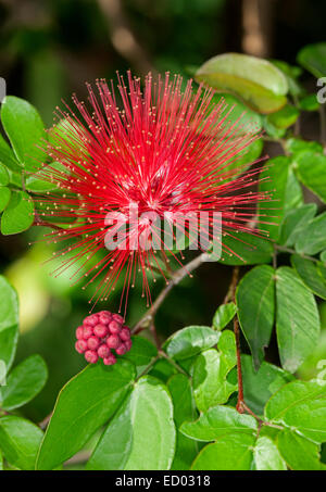 Fleur rouge vif & bud de Calliandra haematocephala Powder Puff, bush, entouré de feuillage vert émeraude de l'arbuste Banque D'Images