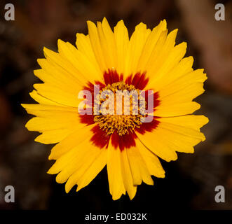 Fleurs jaune vif avec bande intérieure de rouge profond de Coreopsis lanceolata 'Sterntaler', sur un fond sombre Banque D'Images