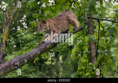 Bobcat sur une branche d'arbre dans la pluie, près de grès, Minnesota, USA Banque D'Images