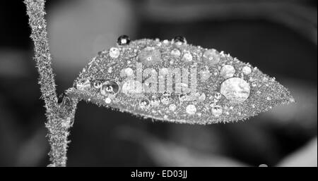 Image en noir et blanc des feuilles de Loropetalum chinensis, fringe fleur, avec des gouttes comme des bijoux scintillants - sur fond sombre Banque D'Images