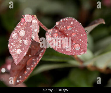 Feuilles en forme de cœur rouge de Loropetalum chinensis, fringe fleur, avec des gouttes comme des bijoux scintillants contre -bkgrd vert foncé Banque D'Images