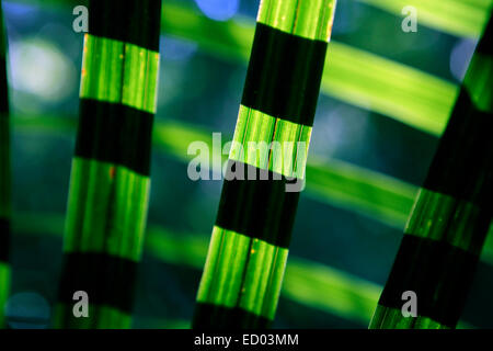 Plante de lin en forêt avec du soleil nature background Banque D'Images