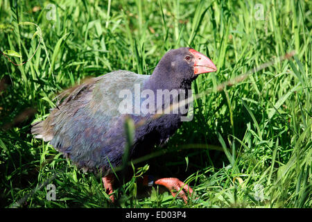 Talève takahé oiseau indigène de Nouvelle Zélande Banque D'Images