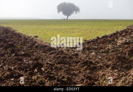 Dehesa de gestion pastorale paysage avec un épais brouillard Banque D'Images