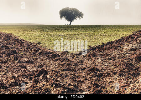 Dehesa de gestion pastorale paysage avec un épais brouillard Banque D'Images