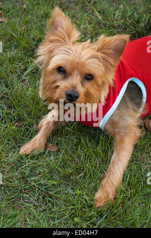 Un moyen-âge Yorkshire Terrier chien, portant un t-shirt sans manches et assis dehors dans l'herbe. Banque D'Images