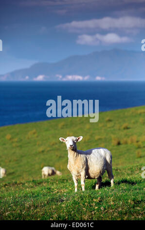 Des moutons paissant sur les terres agricoles en zones côtières printemps luxuriant Northland, Nouvelle-Zélande Banque D'Images