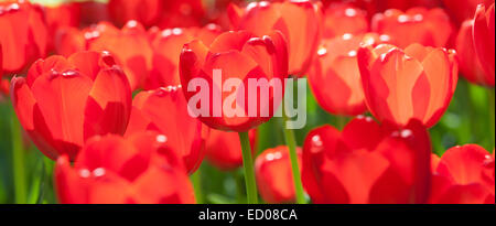 Champ de printemps avec tulipes rouges Banque D'Images