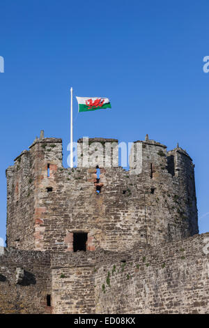 Pays de Galles, Conwy, Château de Conwy, Château tourelle et Drapeau gallois Banque D'Images