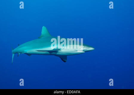 Le requin gris de récif est apparu à partir de la deep blue. à l'île de Yap (États fédérés de Micronésie Banque D'Images
