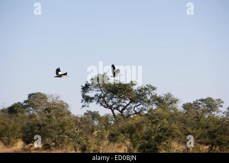 L'Afrique du Sud, Kruger National Park, oies égyptiennes en vol Banque D'Images