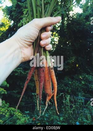 Man holding freshly dug carottes multicolores Banque D'Images